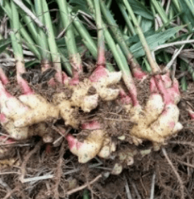 생강 심는시기 와 방법 알아보기(씨생강)