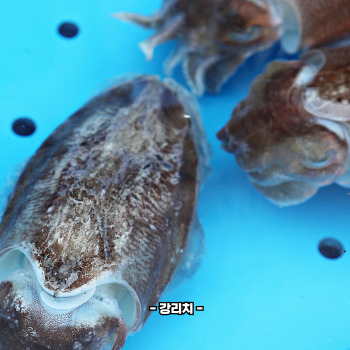 갑오징어 데치는법