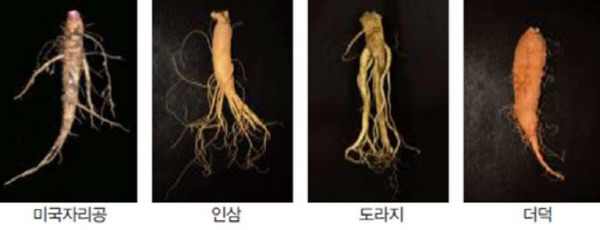도라지·더덕 닮은 ‘미국자리공’ 뿌리 독성 강해