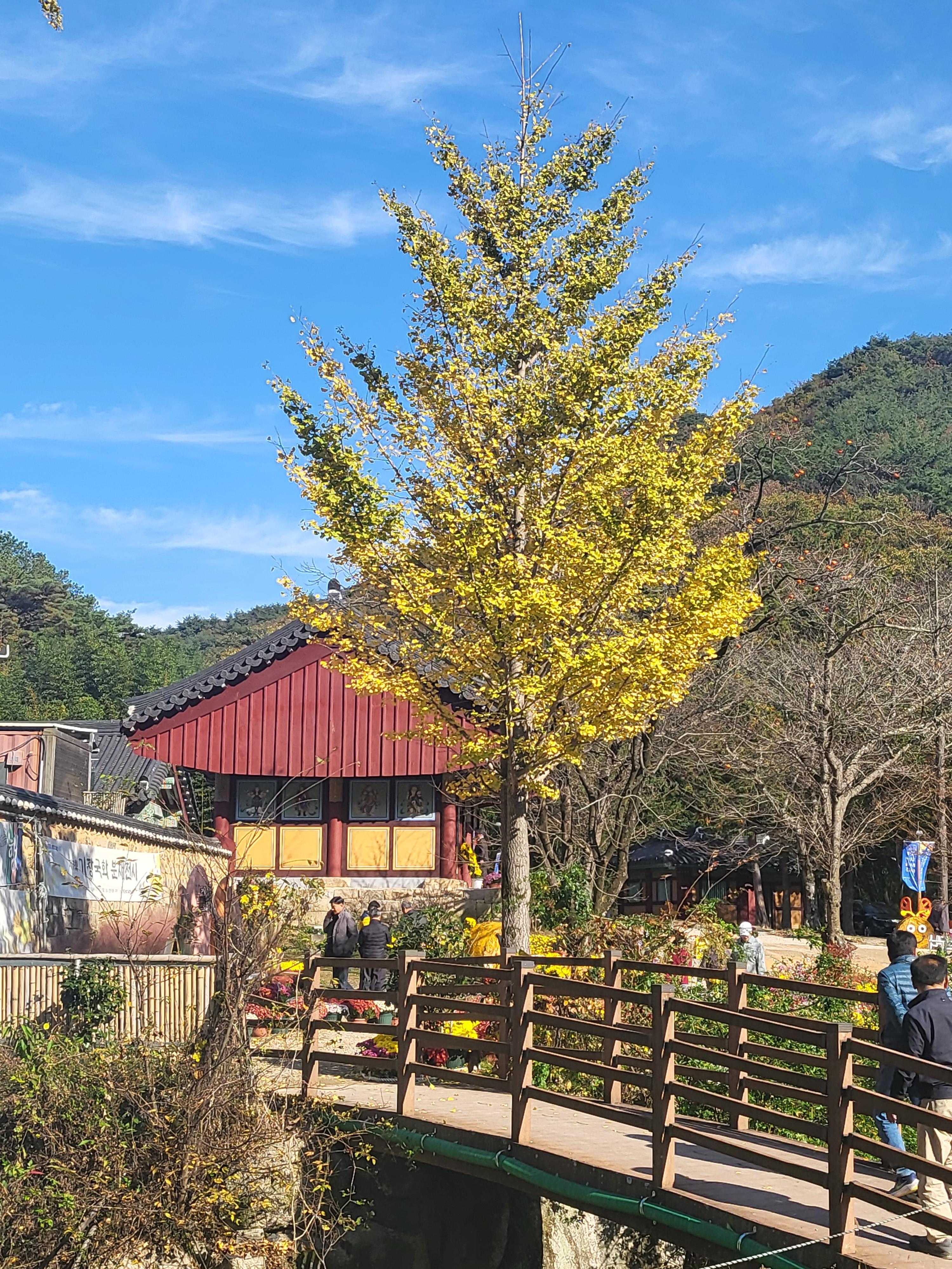 국화 향기 가득한 부산 기장 장안사 제 7회 기장 국화분재전시회가 열렸습니다.