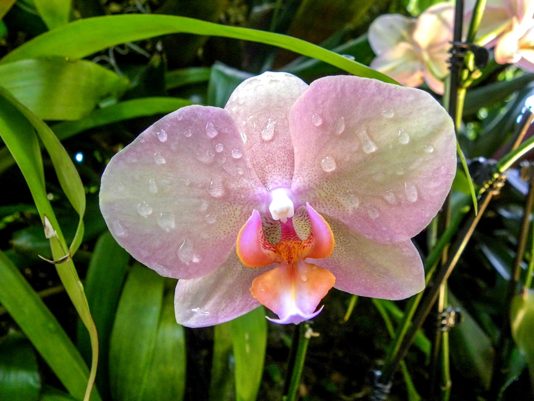 Orchid