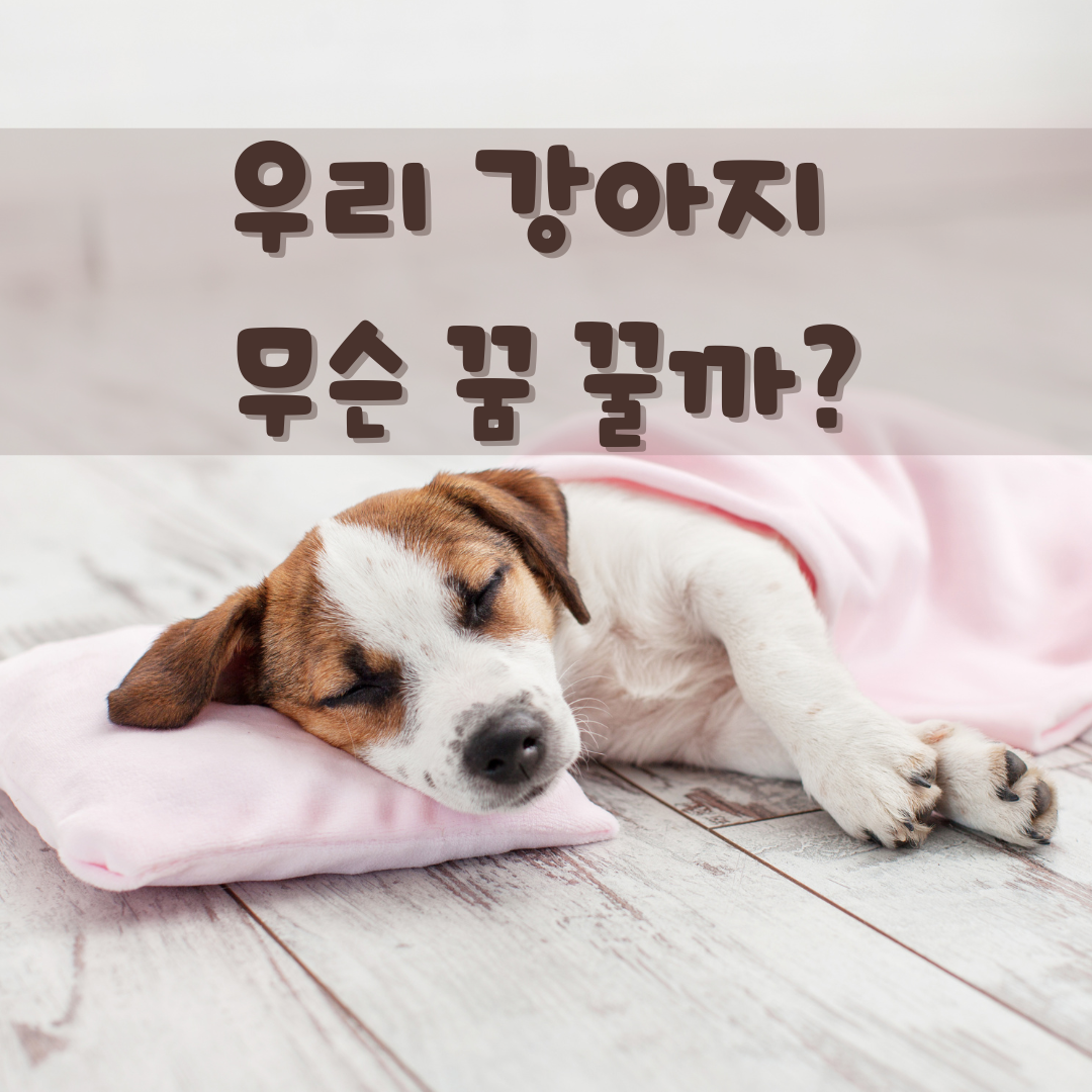 강아지도 꿈을 꾸나요?