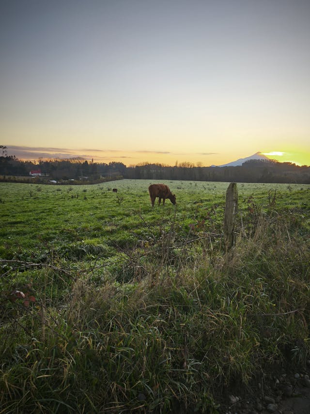 맑음 날씨 초원 위의 소 한마리