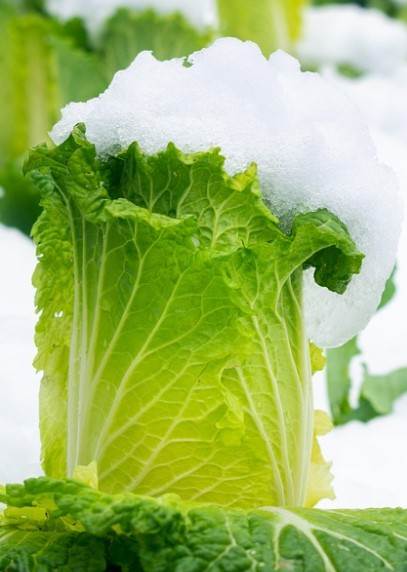 강원도 절임배추 사전예약