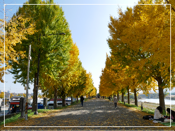 아산 은행나무길 이미지 / 출처: 대한민국 구석구석