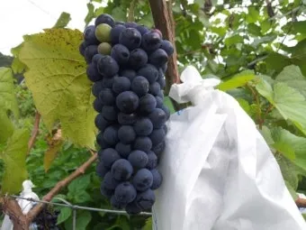 머루 재배 덩굴 유인 전정 관리 당도 올리기_6