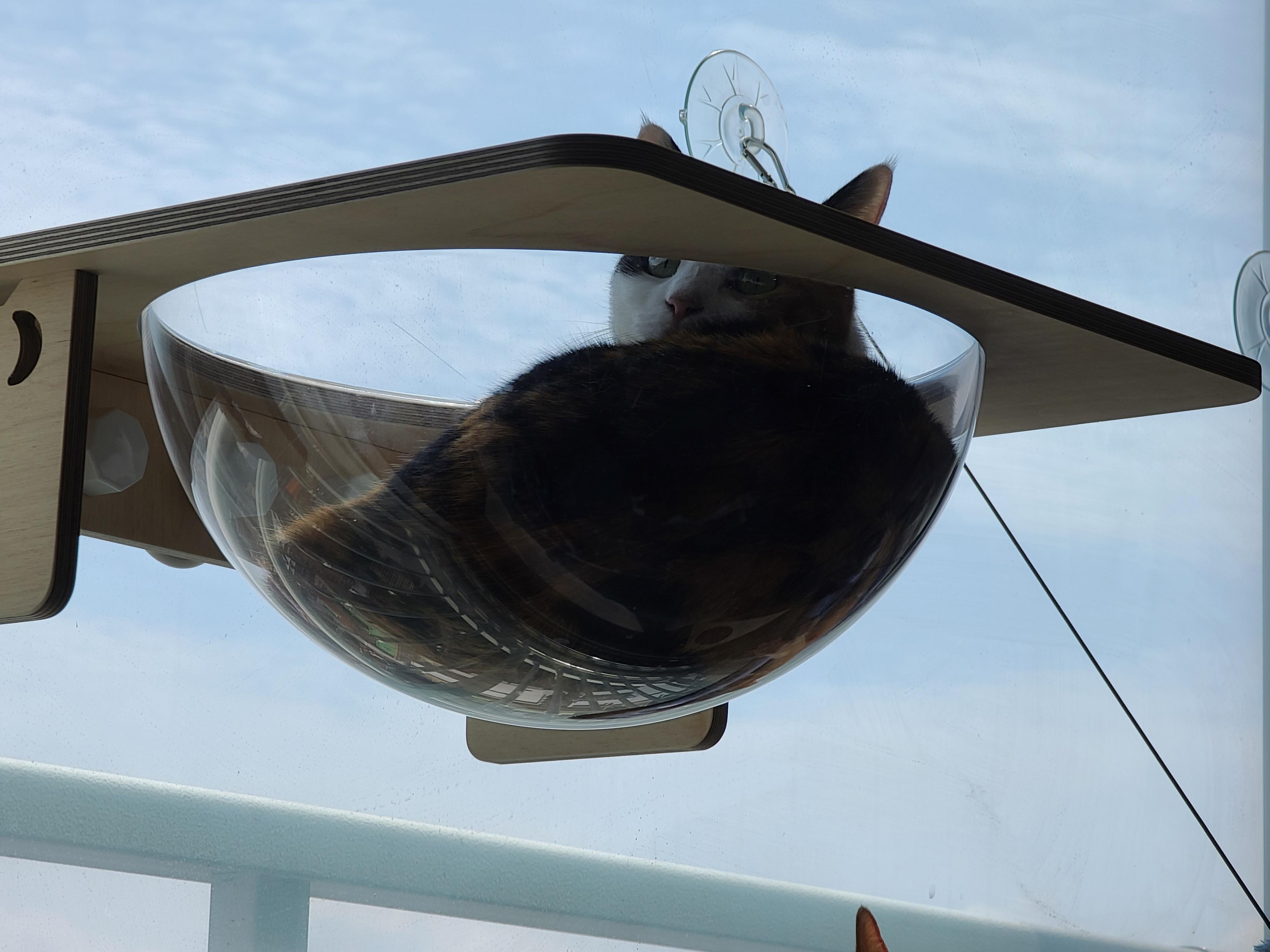 캣볼에서 여유롭게 창밖풍경 바라보는 고양이 (feat. 눌려진 핑크젤리)