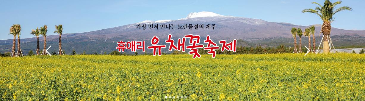 휴애리 유채꽃 축제