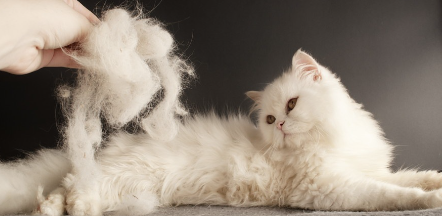 애완동물의 털.