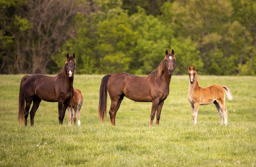 농지연금&amp;#44; 농업인의 든든한 노후 안전망