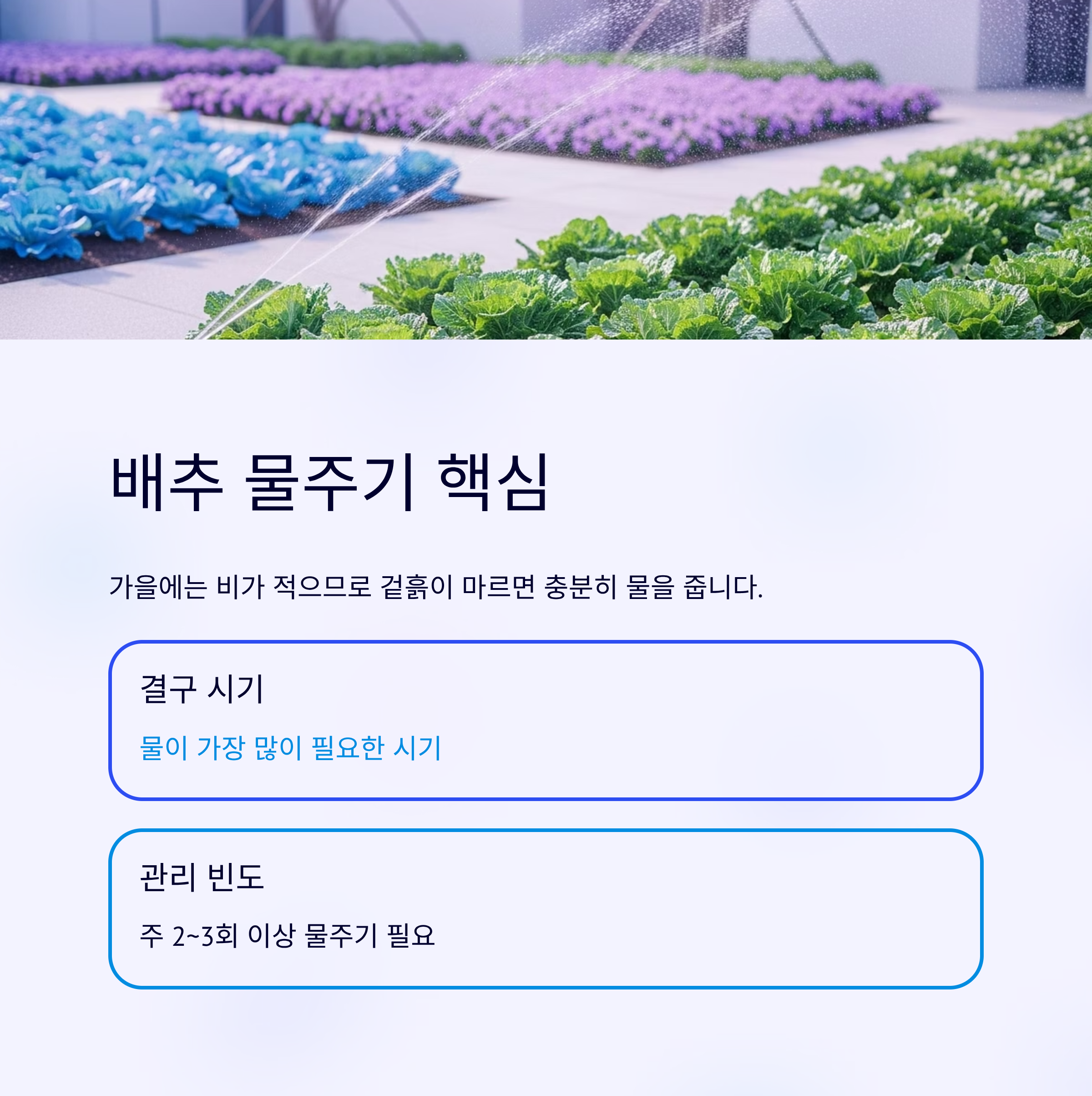 배추모종 심는 타이밍 9