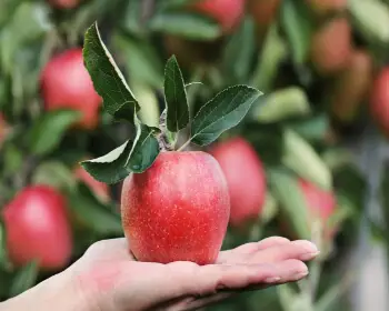 문경 사과축제_12