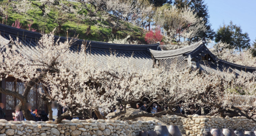 2025 광양매화축제