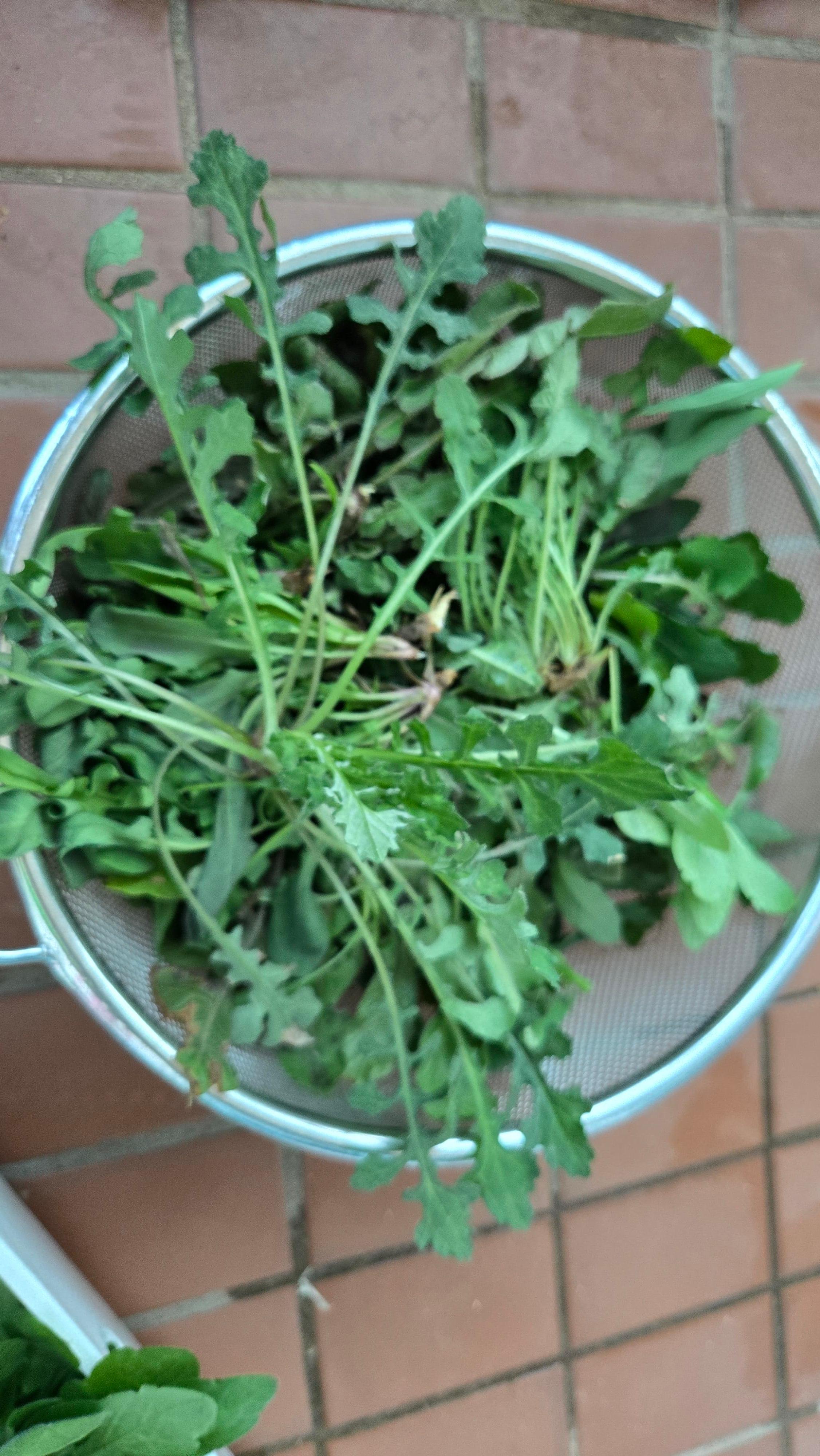 지칭개는 국화과 식물로 우리나라 산과 들에서 흔히 자라는 봄나물