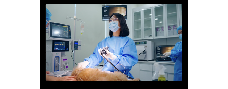 인천 연수구 동물병원