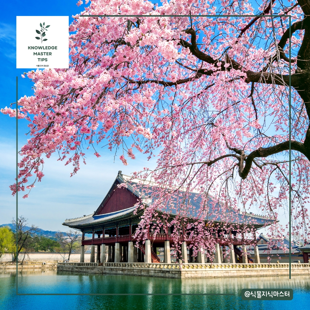 2025년 벚꽃 개화 시기 명소 경복궁