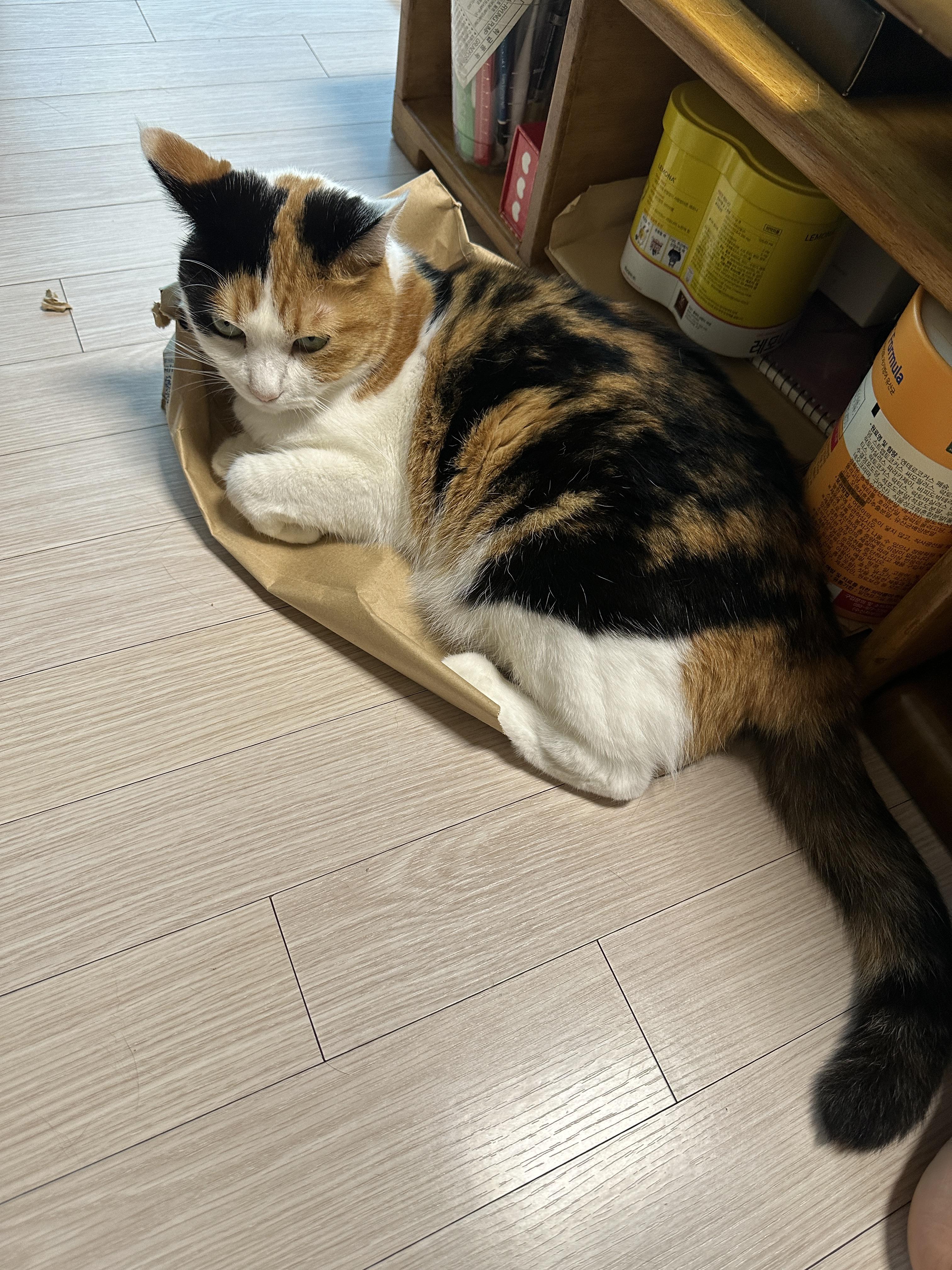 삼색이고양이_요미