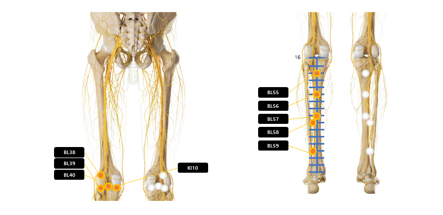 종아리 주변 혈자리 요약
