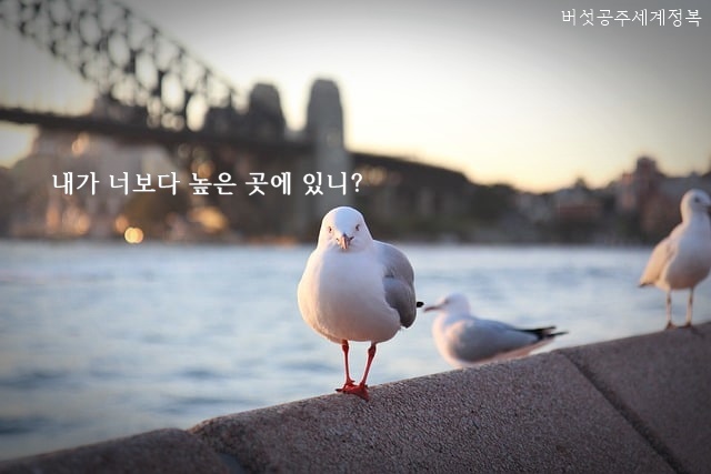 연애 상담 타로카드 연애운 결혼운 해석 하기 나름인 이유