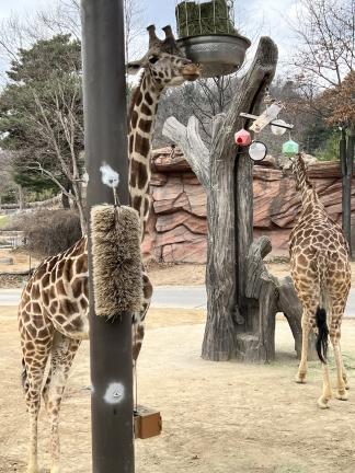 에버랜드 자유이용권 할인 최신 정보