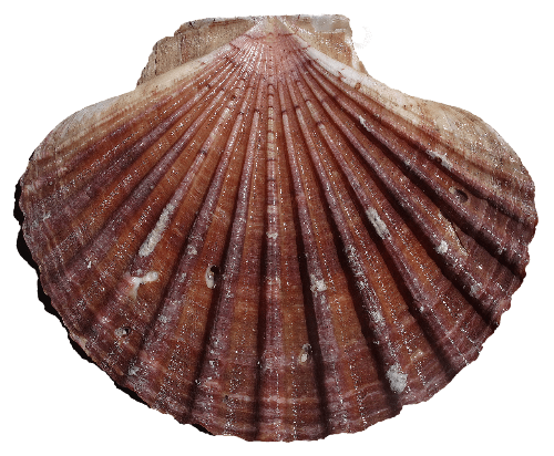 가리비-이미지-2