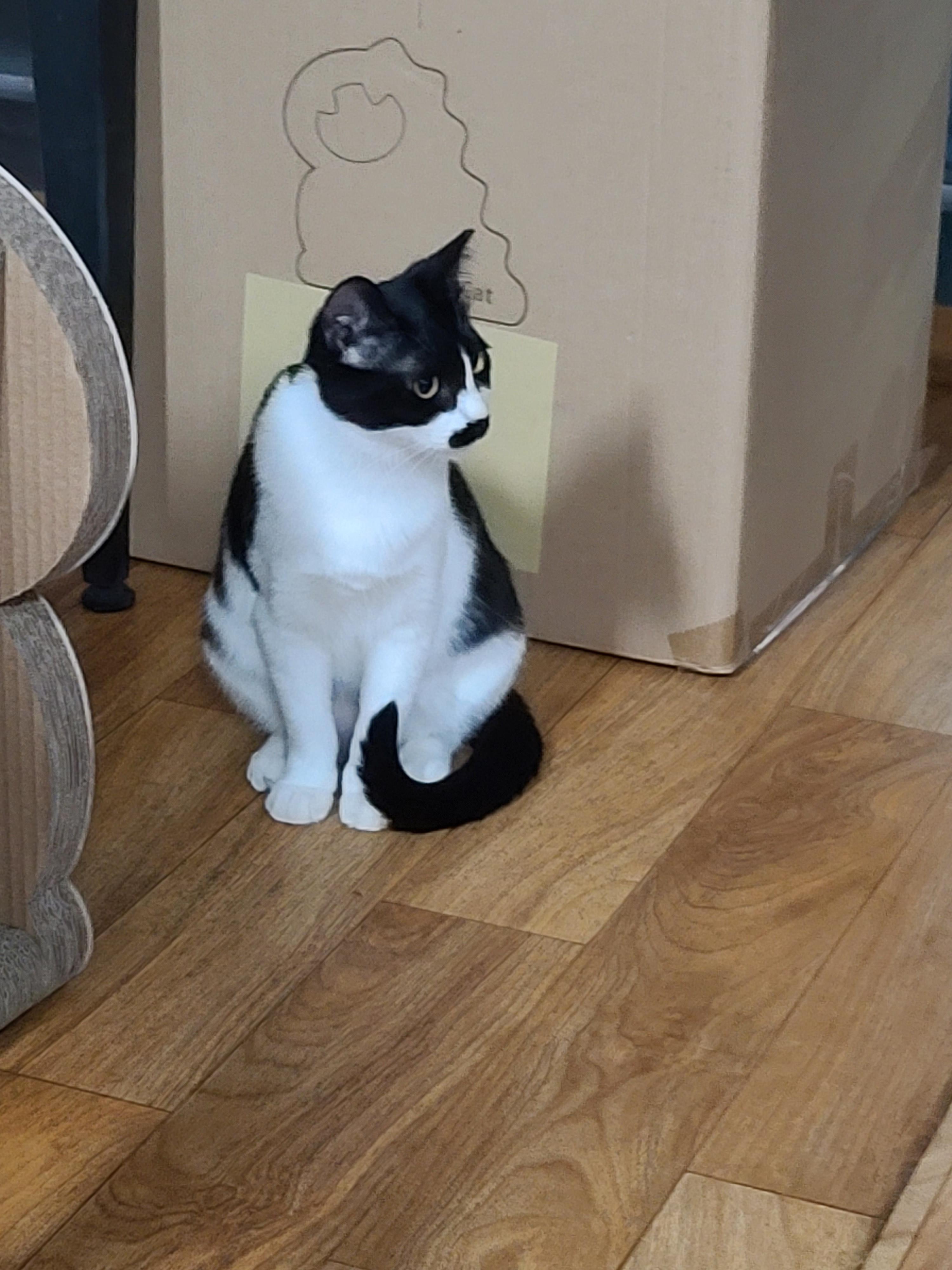 냥린이날 공룡스크래쳐 선물!!