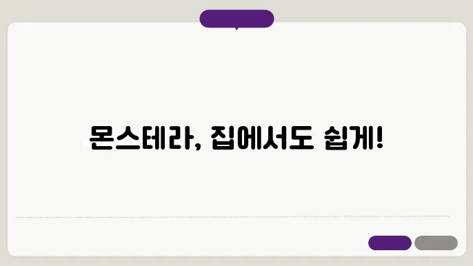 몬스테라 키우기 완벽 가이드 실내에서 쉽게 키우는 인기 식물