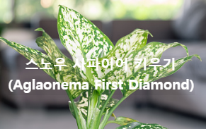 스노우 사파이어(Aglaonema First Diamond)