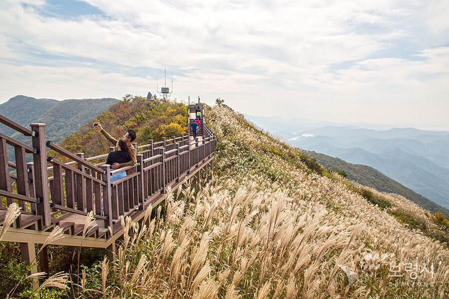 충남 오서산 억새