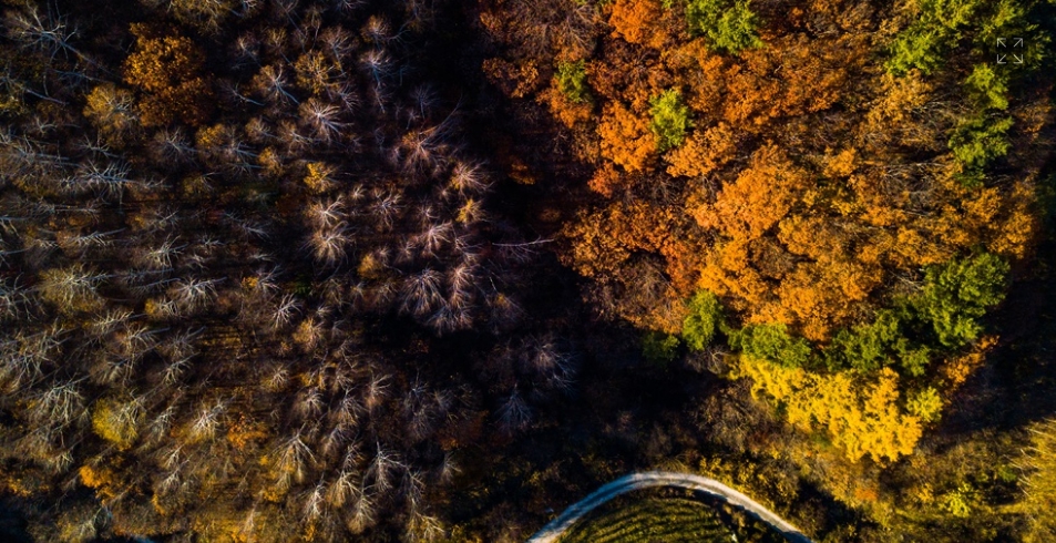 가을단풍-자작나무숲