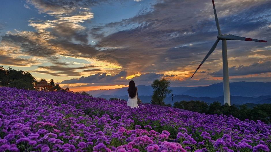 감악산 꽃별여행 축제, 보라빛 노을속으로