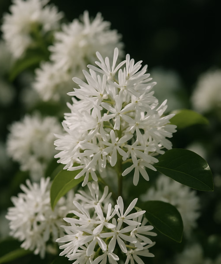 5월의 눈꽃, 이팝나무 키우기 A to Z (묘목 심기부터 가지치기까지)