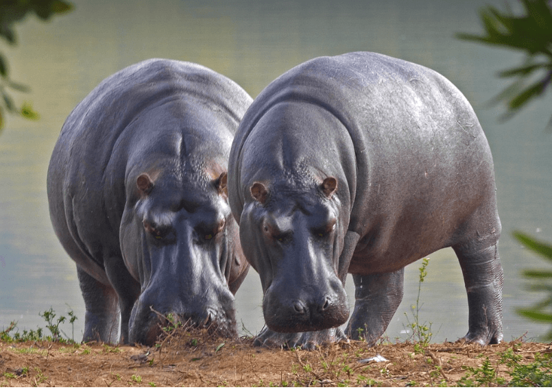 하마 나오는 꿈 흉몽