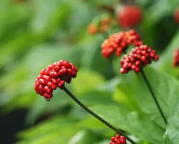 홍삼 효능 및 영양성분, 주의점