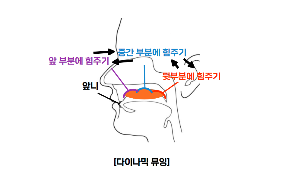 다이나믹 뮤잉