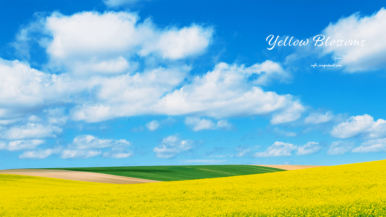 04 유채꽃밭 위의 구름들 C - Yellow Blossoms 봄배경화면