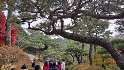 단풍명소_화담숲_소나무정원