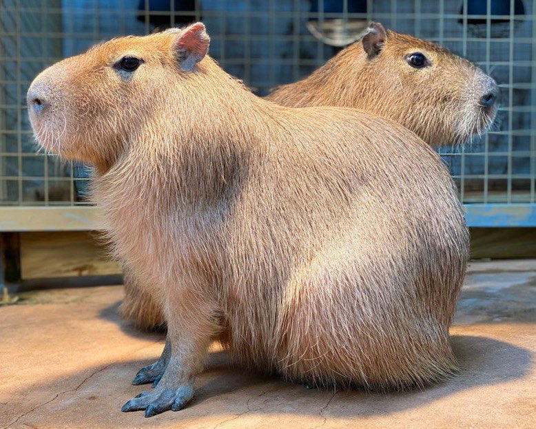 네이처파크 플라워페스티벌 2025