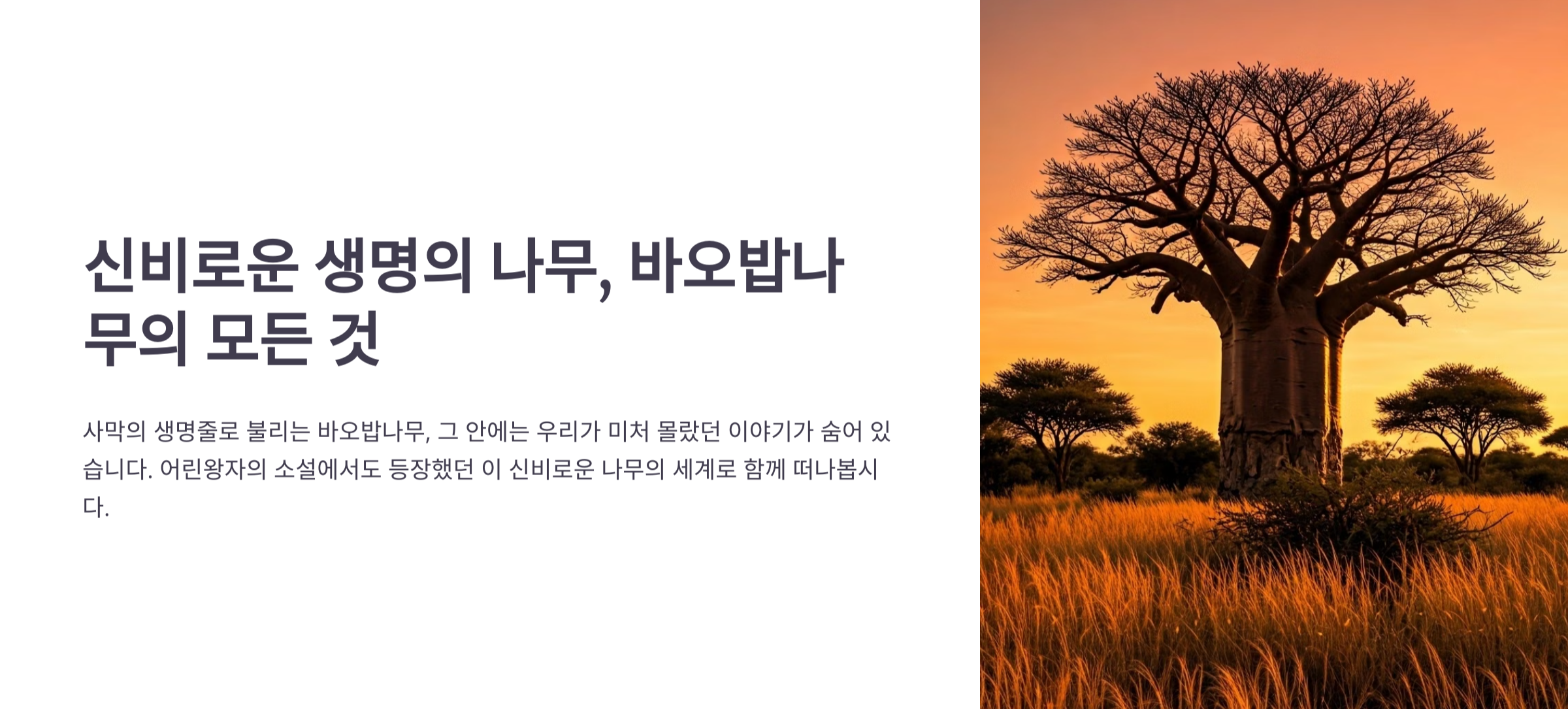 바오밥나무