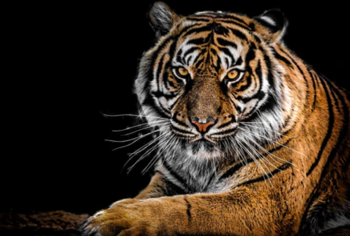 2024년 호랑이띠 운세