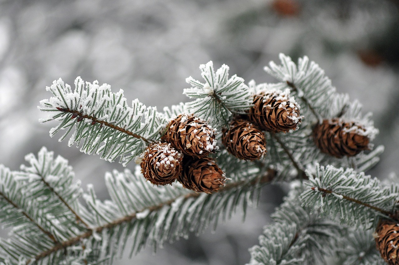 비염에 좋은 영양제