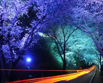 하동 십리벚꽃길 개화상황_11