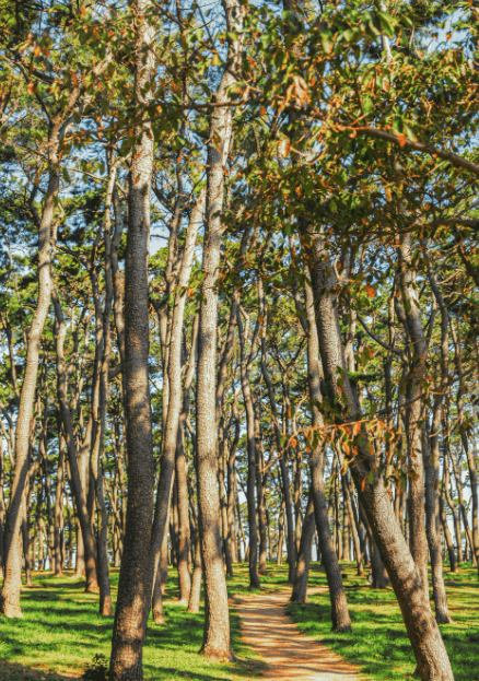 울산 해파랑길 8코스