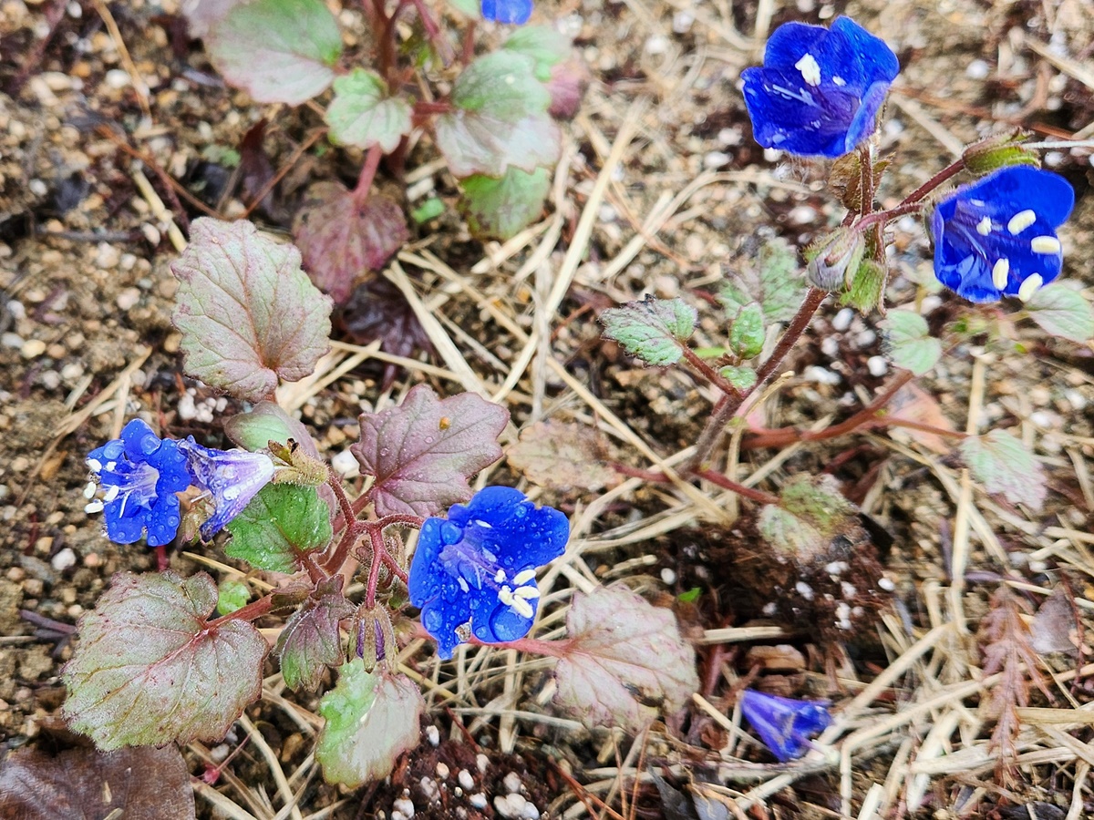 캘리포니아 블루벨