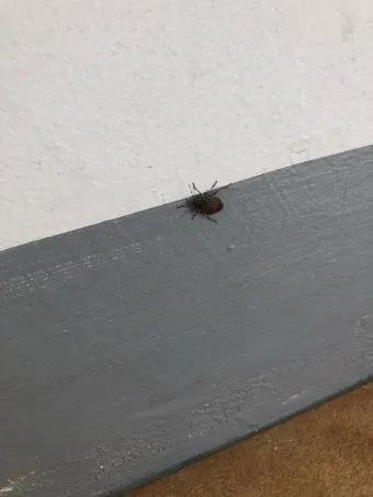 베란다 벌레 완벽 차단 방법과 여름철 실내 해충 예방 꿀팁_10