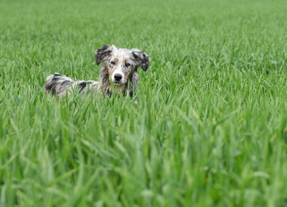벼룩 알레르기성 피부염