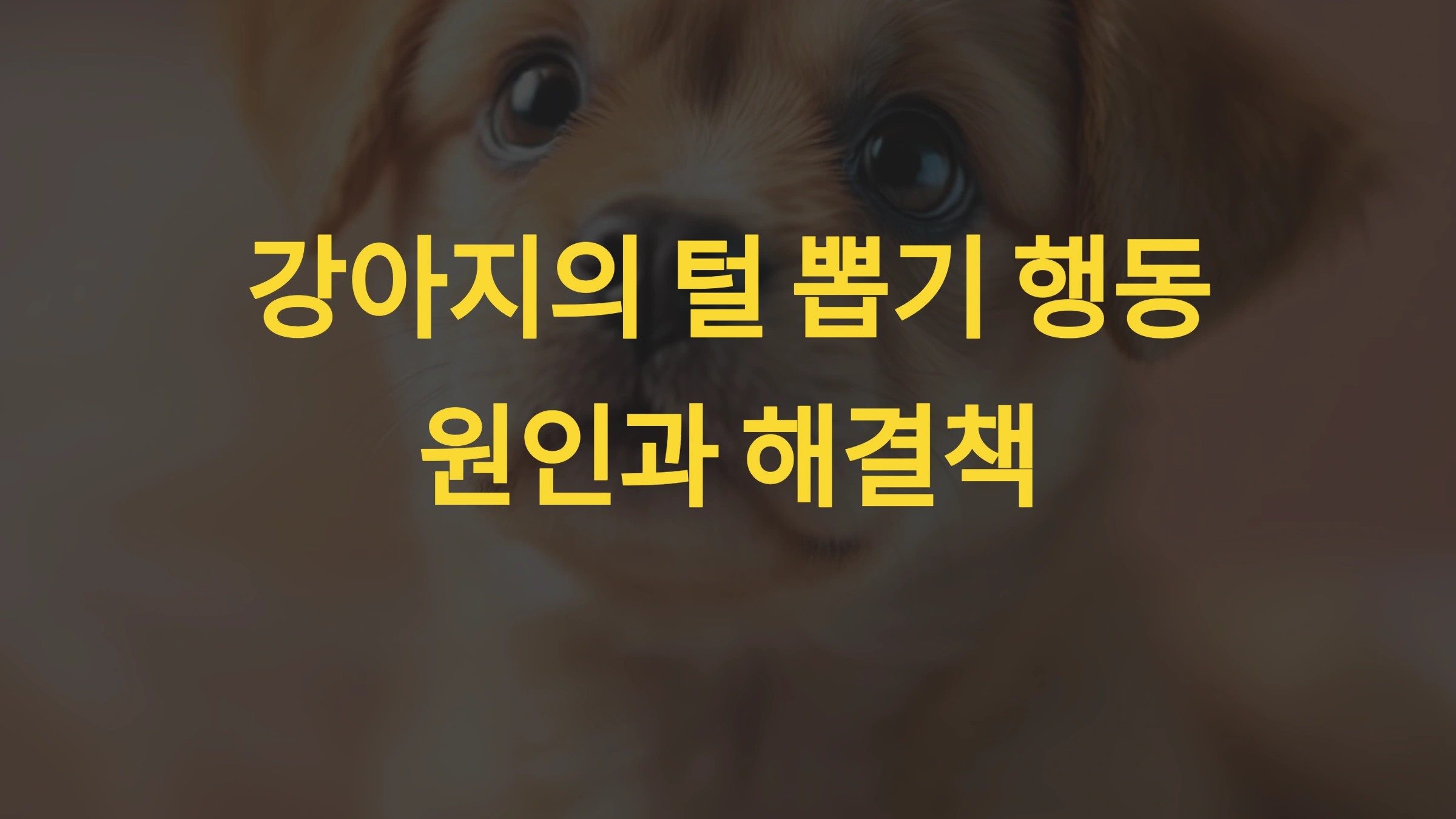 강아지가 털을 뽑는 행동 멈추는 방법