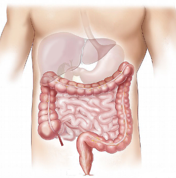 인체의 소화장기 모습