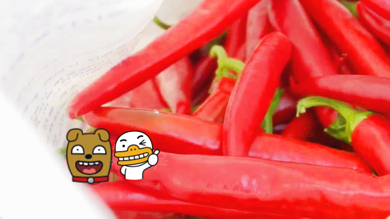 6시내고향 보령 고추