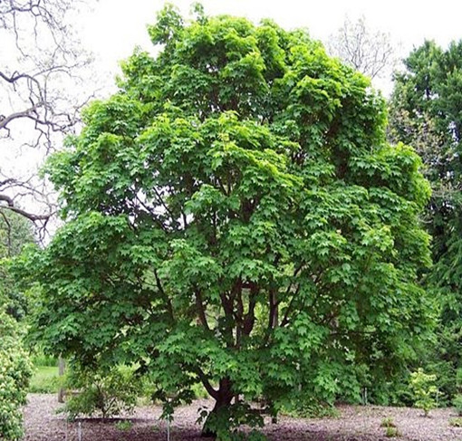 고로쇠물 효능 부작용 유통기한 먹는방법 구입방법 채취방법